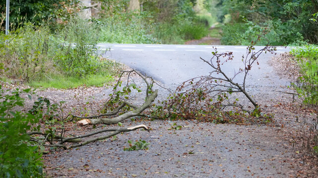 broken tree branch fallen on a gravel road in the forest