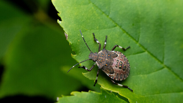 juvenile bug in leaf 