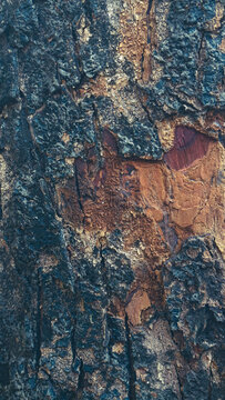 Macro texture of weathered tree bark showing rough dark crust and exposed orange wood beneath