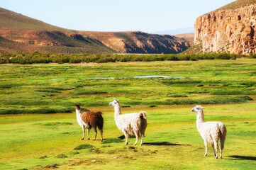 Fototapeta premium Llamas grazing on the green meadow in plateau Altiplano, Bolivia, South America. Summer landscape