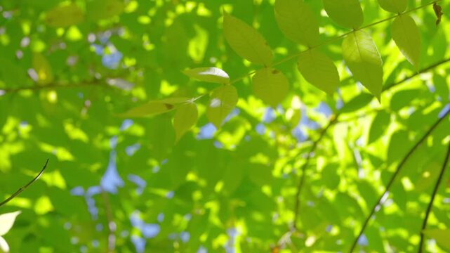 Sunlit green leaves swaying in breeze with dappled canopy and blue sky visible above