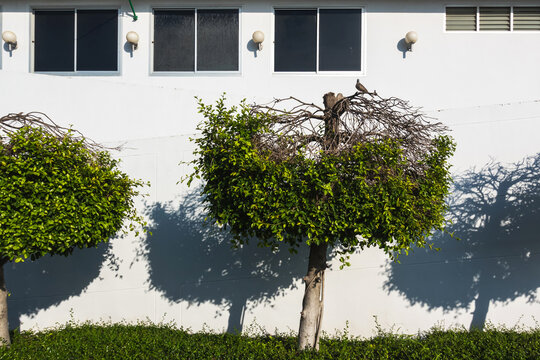 Ornamental pruned tree with green leaves and zebra dove perched on dry branches against white wall. Beautifully maintained ornamental tree pruned into rounded topiary shape with small bird on top.