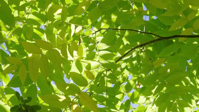 Sunlit green tree canopy with dappled leaves and gently swaying branches from below view