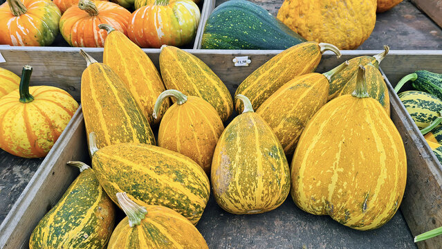 Pumpkins on a wagon in autumn