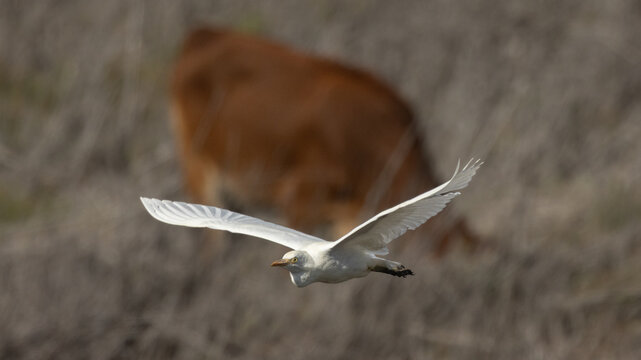 Cattle Egret (Bubulcus ibis) Flying Above a Grazing Cow