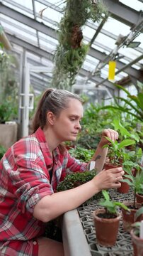 Serious professional woman gardener worker do thorough inspection of plants for pests in botanical garden, attentive female botanist examining potted plant seedlings foliage, routine work in orangery.