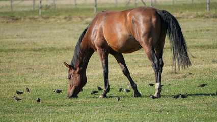 brown horse grazing on a green pasture surrounded by a flock of starlings © Flowal93