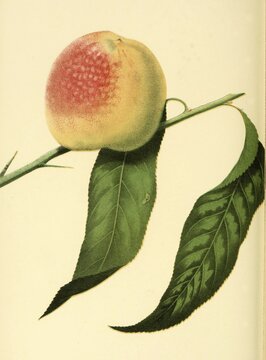 Peach of the Stetsons Seedling Peach variety, digitally prepared reproduction of a watercolour drawing from 1856