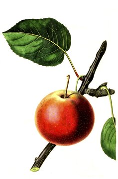 Pear, pear variety, the summer rose pear, digital reproduction of an original from the 19th century, original date unknown