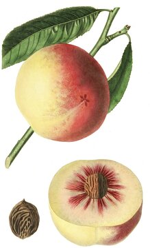 Peach of the President variety, digital reproduction of an original from the 19th century, original date unknown