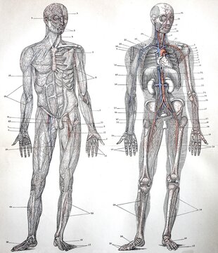 The Blood Vessels of Man as Known in 1895, Digitally Restored Reproduction of an Original 19th-century Original
