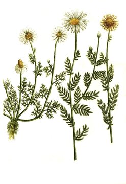 Chamaemelum dog chamomile, marguerite (Leucanthemum) white raindrop, C luteum, Chamaemelum dog chamomile, C Leucanthemum white raindrop, Historic, digitally restored reproduction from an 18th century original