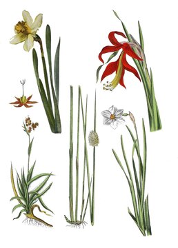 Yellow, Daffodil (Narcissus), Easter Bell, False Narcissus, Trumpet Narcissus, Narcissus pseudonarcissus (top left), Jacob's Lily, Sprekelia formosissima (top right), Field Creeper, Hare's Bread or Common Marbel, Luzula campestris (bottom left), Knaeuel-Binse, Juncus conglomeratus (bottom centre), White Narcissus, Poet's Narcissus, Montreux Narcissus or True Narcissus, Narcissus poeticus (bottom right), Historic, digitally restored reproduction of a 19th century original. century