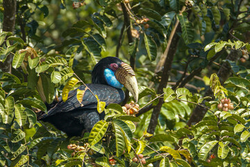 A female Wreathed Hornbill (Rhyticeros undulatus) with a striking blue throat pouch taking flight from a tree branch, showing its black body and pure white tail feathers. © manoch