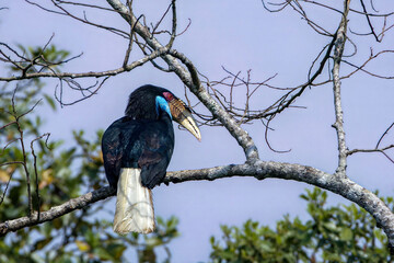 A female Wreathed Hornbill (Rhyticeros undulatus) with a striking blue throat pouch taking flight from a tree branch, showing its black body and pure white tail feathers. © manoch