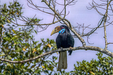 A female Wreathed Hornbill (Rhyticeros undulatus) with a striking blue throat pouch taking flight from a tree branch, showing its black body and pure white tail feathers. © manoch