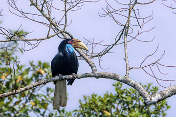 A female Wreathed Hornbill (Rhyticeros undulatus) with a striking blue throat pouch taking flight from a tree branch, showing its black body and pure white tail feathers. © manoch