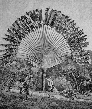 Traveller's palm (Ravenala madagascariensis), a species of plant in the genus Ravenala of the family Strelitzia, Madagascar, 1899, Historic, digital reproduction of an original 19th-century image, original date unknown