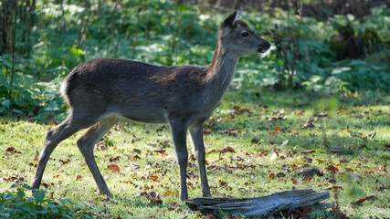 young red deer calf (cervus elaphus) standing alert on a sunlit meadow at the edge of the forest © Flowal93
