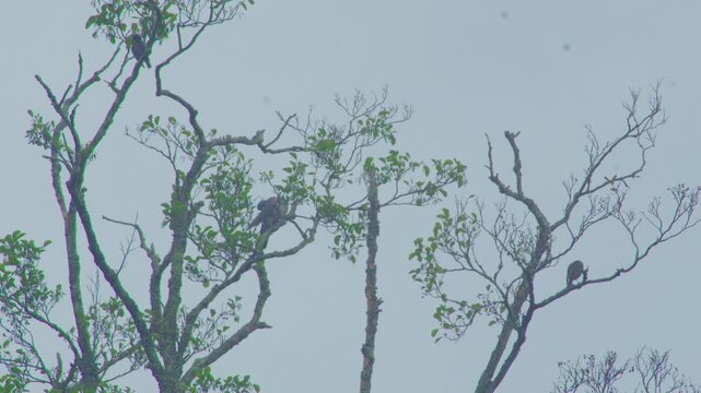 Birds in wood in rainforest 4k
