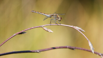female common darter dragonfly (sympetrum striolatum) perching on a thin curved branch © Flowal93