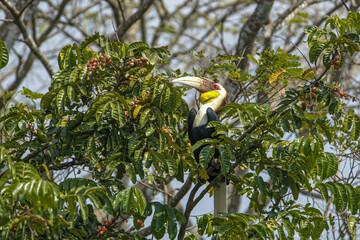 A male Wreathed Hornbill (Rhyticeros undulatus) with a vibrant yellow throat pouch perched among leafy branches and wild fruits in a tropical forest. © manoch