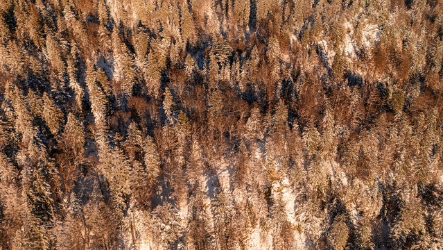 Aerial view of the snow-covered forest in the Jura, with golden sunlight illuminating the evergreen trees in Gex, France.