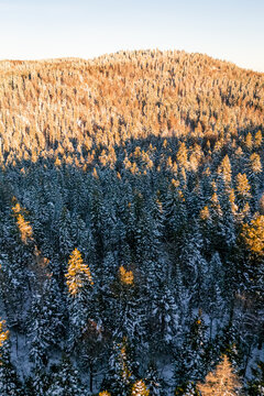 Aerial view of Col de la Faucille featuring a dense coniferous forest covered in fresh snow illuminated by the warm golden light of the setting sun in Gex, Auvergne-Rhone-Alpes, France.