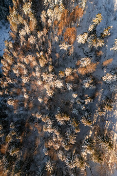 Aerial view of Col de la Faucille featuring snow-covered pine trees illuminated by golden sunlight in a dense forest landscape in Gex, Auvergne-Rhone-Alpes, France.