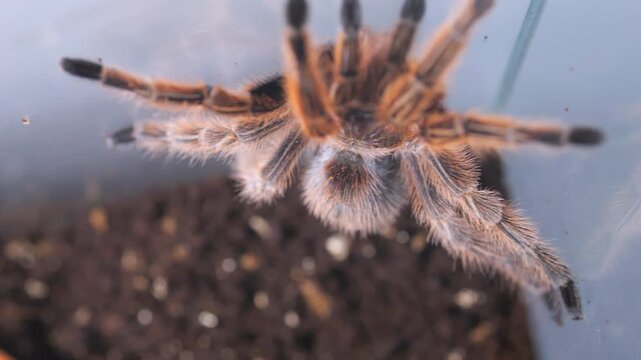Close-up of a tarantula inside a clear container. Spider's hairy legs and body are visible. Soil base beneath the arachnid. Camera focuses on spider's movement
