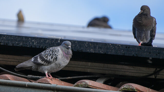 feral pigeons (columba livia domestica) perching along a rooftop gutter next to solar panels