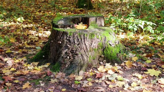 Old moss covered tree stump surrounded by fallen maple leaves in an autumn forest.