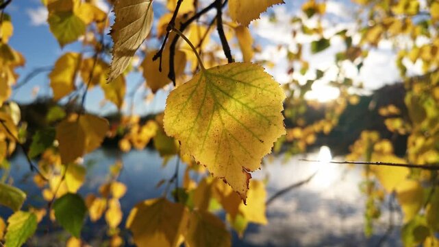 Golden yellow birch leaves glow in backlight while the sun reflects on a calm autumn lake.