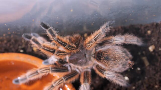 Close-up tarantula in terrarium near water dish. Hairy legs and body details visible. Soil and container in background. Animal appears calm and stationary