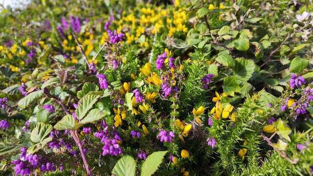 Close view of purple heather and yellow gorse blooming among green coastal vegetation, with a bee flying between the flowers in slow motion
