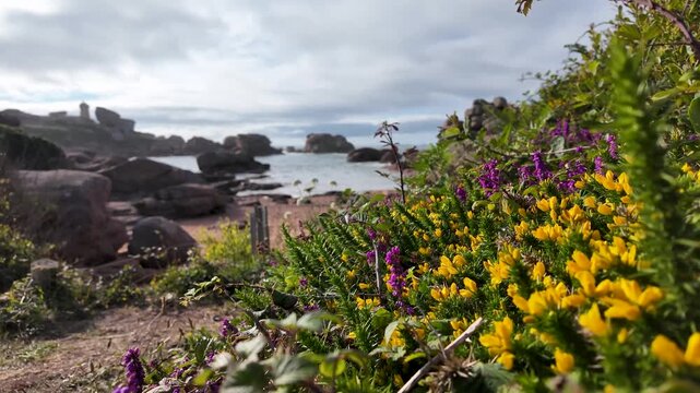 Purple and yellow coastal flowers fill the foreground above a rocky shoreline and calm sea, creating a colorful natural landscape in slow motion