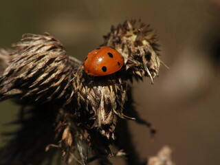 Orange ladybug with black spots resting on dried seed head in macro view © Tim