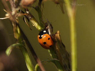 Red ladybug with black spots climbing on plant stem in detailed macro view © Tim