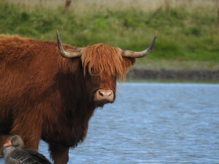 Highland cattle with long horns standing beside water in natural grazing landscape © Tim