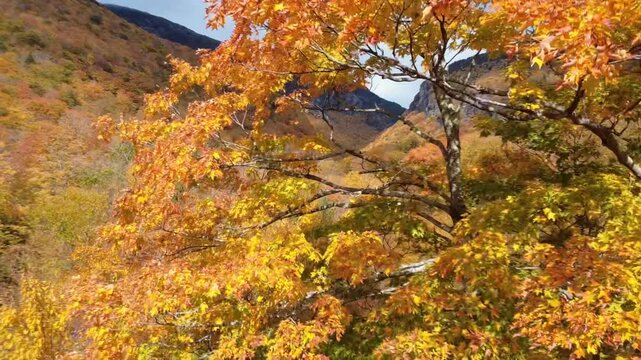 Fall foliage reveal of smugglers notch in stowe vermont from a drone
