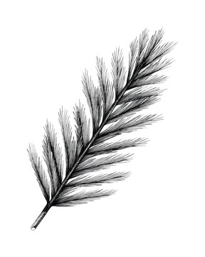 PNG Black and white pine branch illustration isolated on white