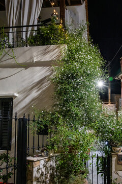 Large flowering climbing jasmine vine cascading down the buildings white facade in mountain Omodos village in Cyprus