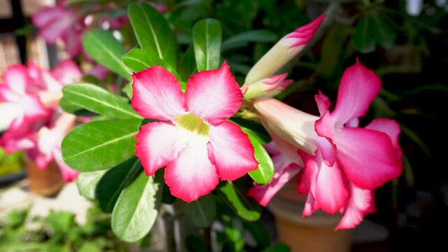 Extreme close up shot of Adenium or Desert Rose single petals