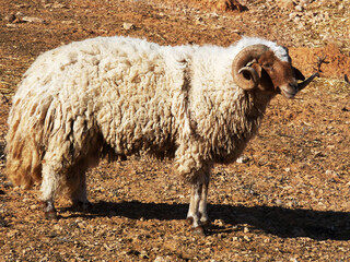 Full body side view of a horned Barbarian ram standing on dry ground. © Nizar