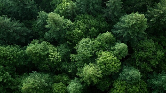 Aerial top view of dense redwood forest canopy with overlapping treetops in emerald and lime green shades, untouched woodland landscape, natural texture background