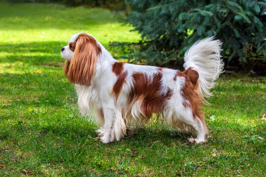 Elegant Cavalier King Charles Spaniel standing on green grass in sunlight, profile view with lush fur and vibrant natural background.