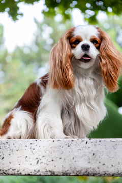 Adorable Cavalier King Charles Spaniel with flowing coat, perched on stone surface, lush green foliage in background, cheerful and relaxed expression.