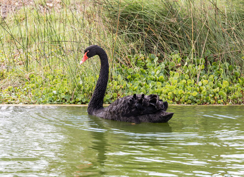 Very  beautiful majestic black swan swims in small lushly planted pond in a northern Israel