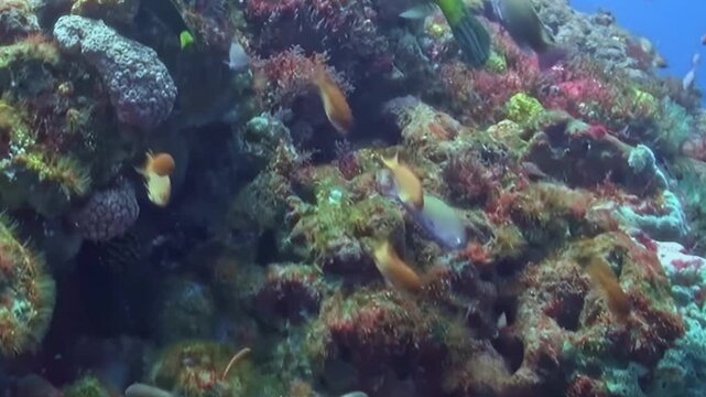 Schooling Reef Fish Swim around Coral Formations. A subdued underwater view emphasizes coral texture and warm coral tones as fish move through the reef, documenting marine habitat and biodiversity.