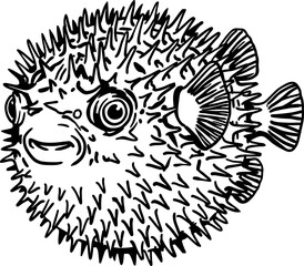Spiky pufferfish swimming side view, blowfish marine life black and white vector line art illustration © Jazzy Jez